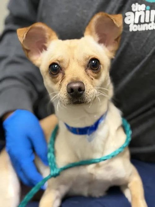 Photo of Bryan, adoptable Chihuahua in Las Vegas, Nevada