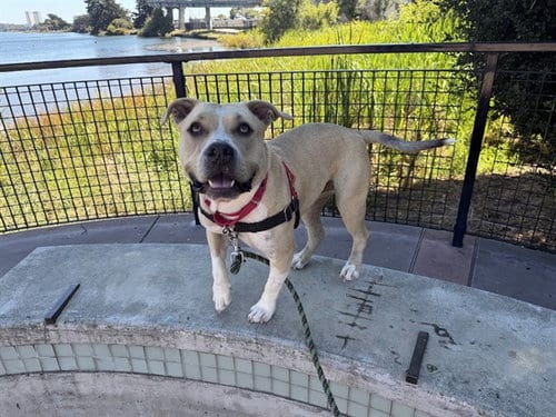 Photo of Butternut, adoptable American Pit Bull Terrier in Berkeley, California