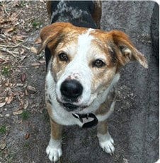 Photo of Marky Mark, adoptable Catahoula Leopard Dog in Tavares, Florida