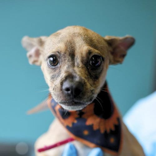Photo of Princess, adoptable Chihuahua in San Antonio, Texas