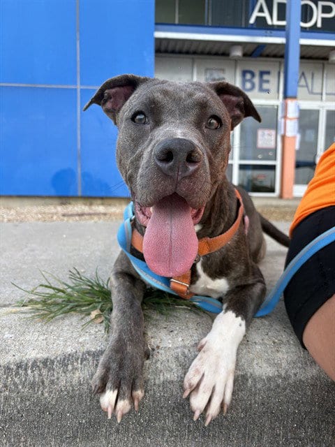 Photo of Lois, adoptable Pit Bull Terrier in Dallas, Texas