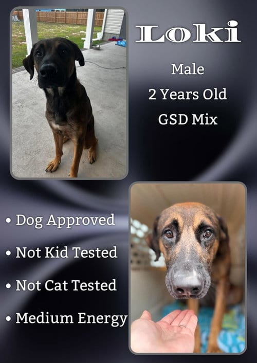 Photo of Loki, adoptable Shepherd in Jacksonville, North Carolina