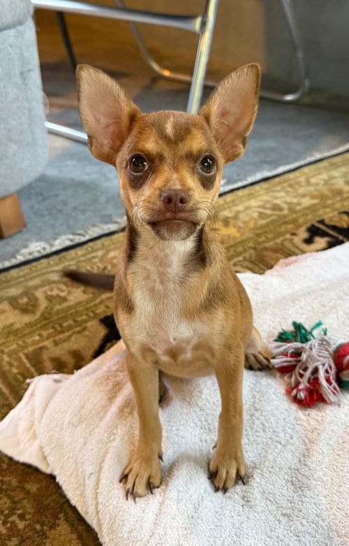 Photo of Sage Prairie, adoptable Chihuahua in Wakefield, Rhode Island