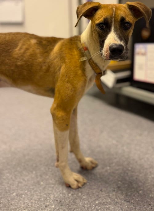 Photo of O'Reilly, adoptable Feist in Steeleville, Illinois