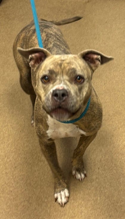 Photo of Kendra Rumbledore, adoptable dog in Chamblee, Georgia