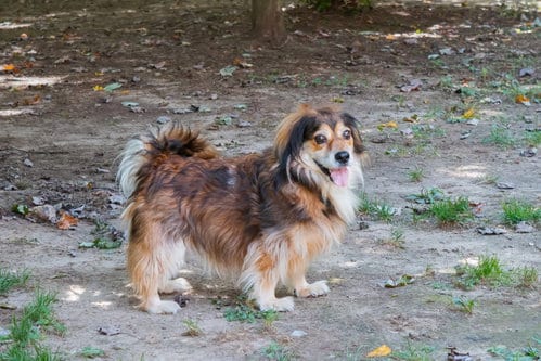 Photo of Moko, adoptable Dachshund in Lewistown, Pennsylvania
