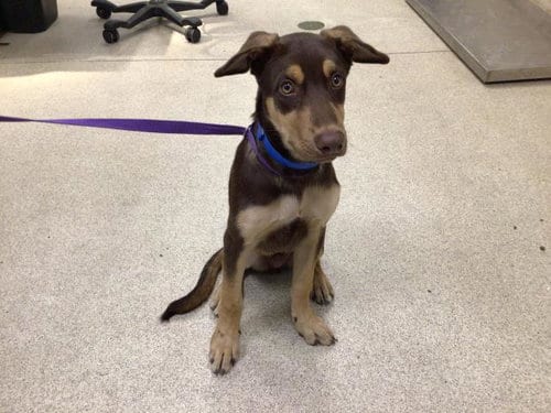 Photo of Peppercorn, adoptable Doberman Pinscher in Riverside, California