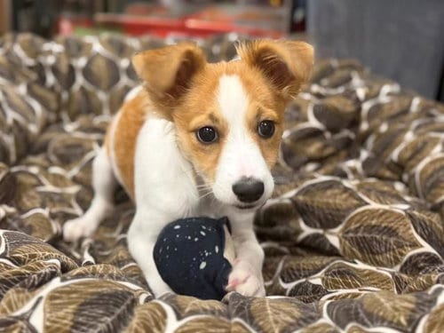 Photo of Gigi, adoptable Chihuahua in Santa Rosa, California