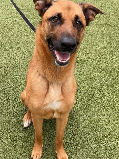 Photo of Creed, adoptable German Shepherd Dog in Fayetteville, North Carolina
