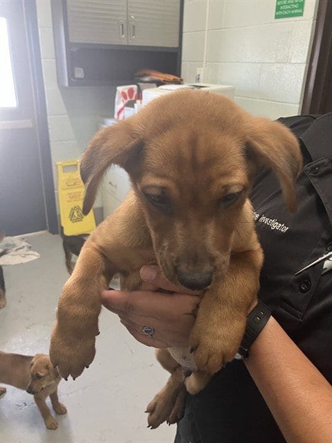 Photo of Callihan, adoptable German Shepherd Dog in Corpus Christi, Texas