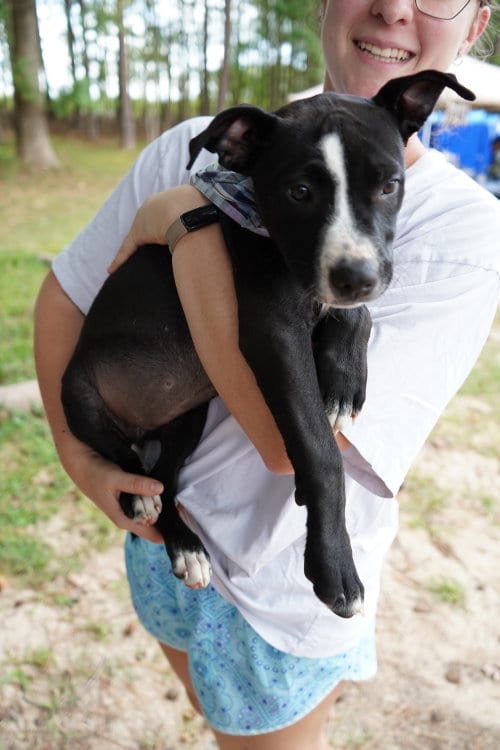 Photo of Frankie, adoptable American Pit Bull Terrier in Holly Springs, North Carolina
