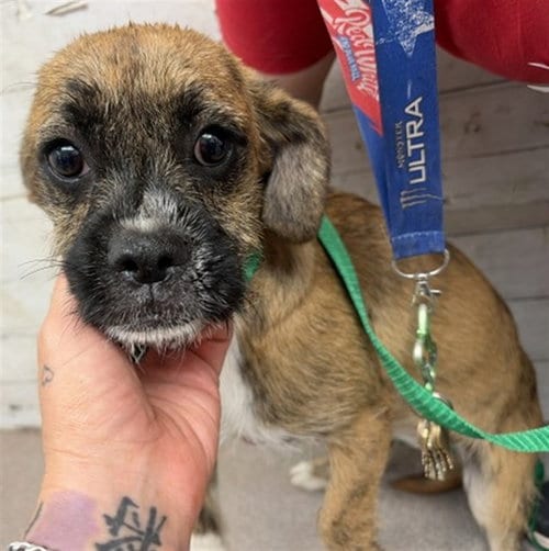 Photo of Shiloh, adoptable Terrier in San Bernardino, California