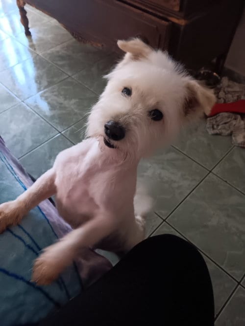 Photo of Georgie, adoptable Terrier in San Diego, California