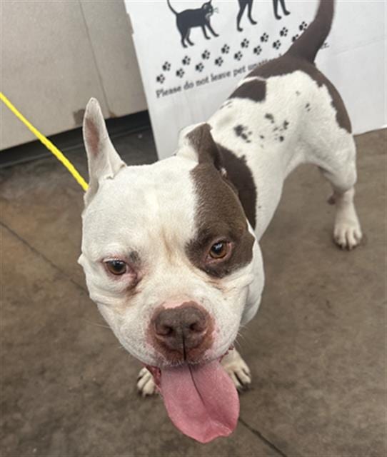 Photo of Gourd, adoptable Mixed Breed