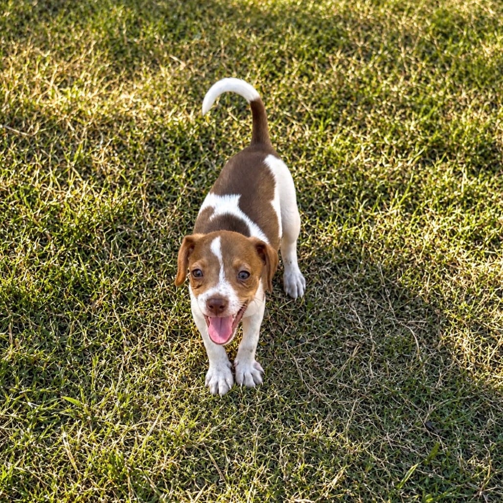Photo of Allspice 26-08-124, adoptable Terrier, Rat / Terrier, Jack Russell in Bastrop, Texas