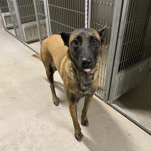 Photo of Chance, adoptable Belgian Shepherd Malinois in Modesto, California