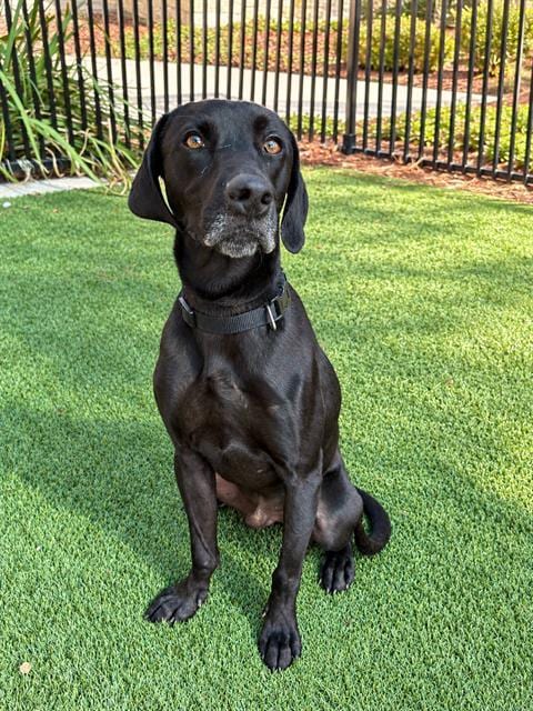 Photo of Link, adoptable Labrador Retriever in Baytown, Texas