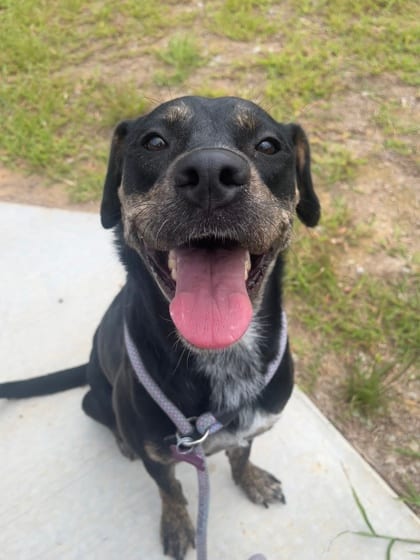 Photo of Dandelion, adoptable dog in Atlanta, Georgia