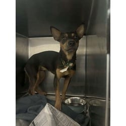 Photo of Carmel Apple, adoptable Mixed Breed (Medium) in Baton Rouge, Louisiana