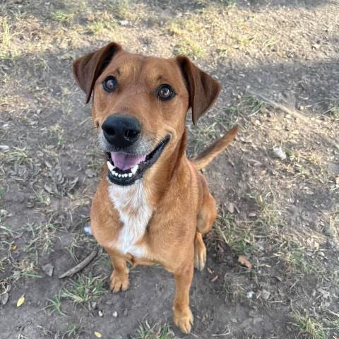 Photo of Cain, adoptable Labrador Retriever in Conroe, Texas
