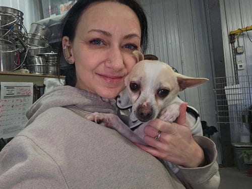 Photo of Dobby, adoptable Chihuahua in Detroit Lakes, Minnesota