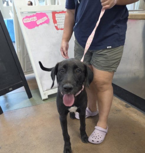Photo of Licorice, adoptable Labrador Retriever in Van Nuys, California