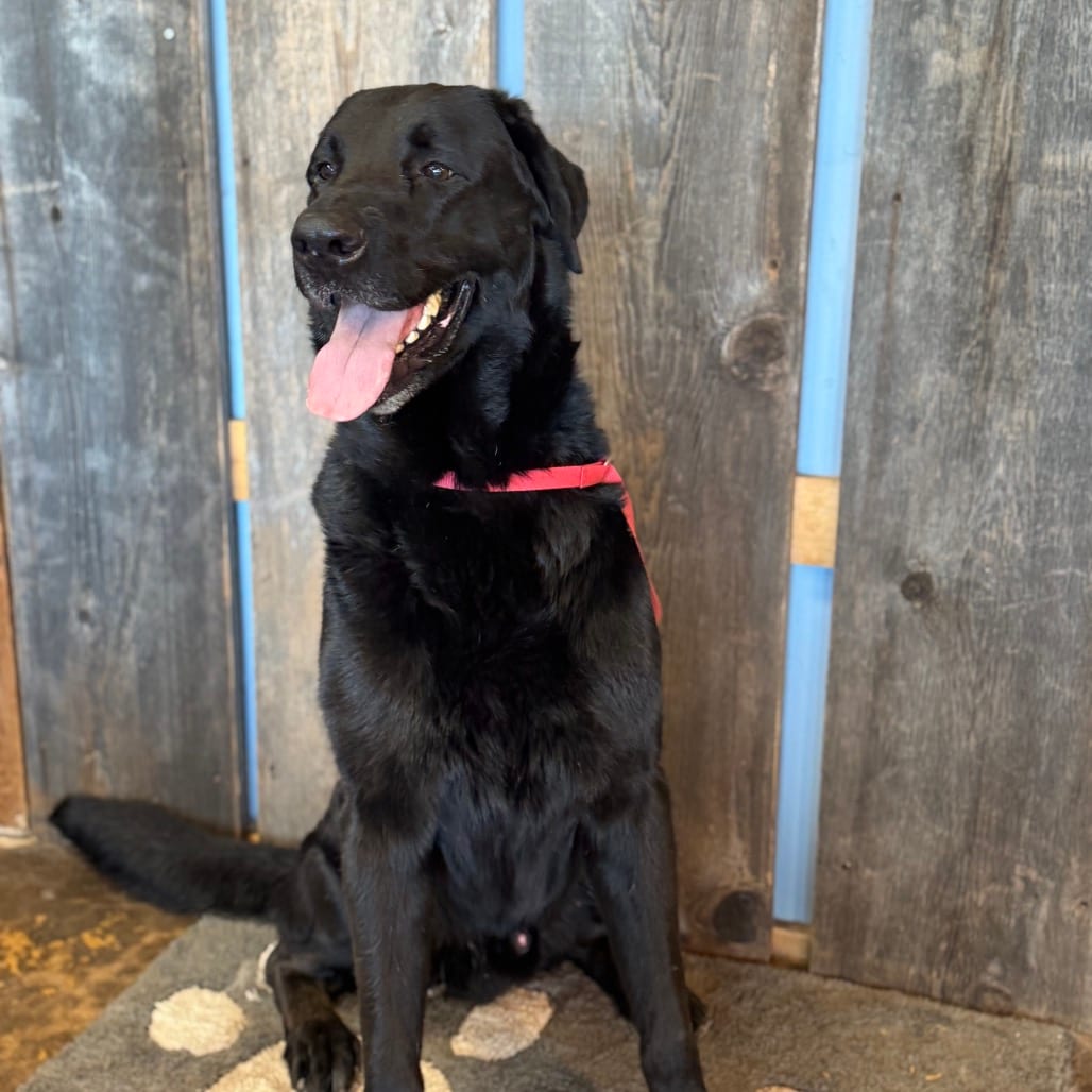 Photo of Marley Joe, adoptable Retriever, Black Labrador / Mix in Oklahoma-based; Northeast placements, Oklahoma