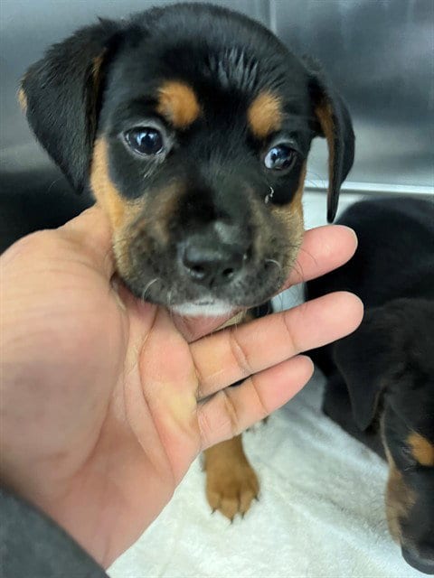 Photo of A436156, adoptable Rottweiler in Fayetteville, North Carolina
