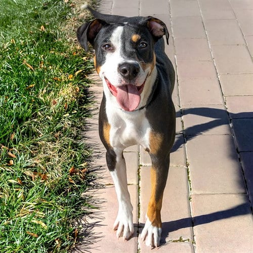 Photo of Marmalade, adoptable Pit Bull Terrier in St Louis, Missouri
