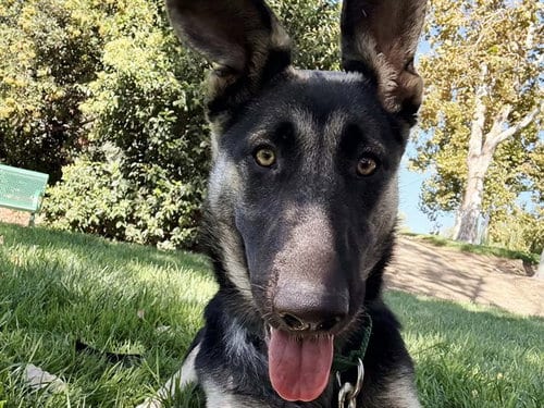 Photo of Thelma, adoptable German Shepherd Dog in Martinez, California