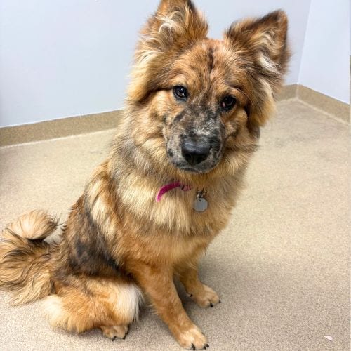 Photo of Caramel, adoptable Chow Chow in Aurora, Colorado