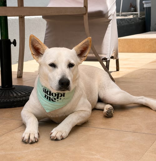 Photo of Sky S, adoptable Retriever in Inglewood, California