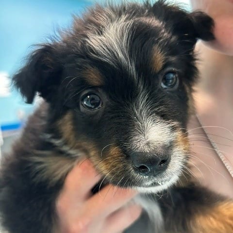 Photo of Barkley, adoptable Mixed Breed (Medium) in Cape Girardeau area, Missouri