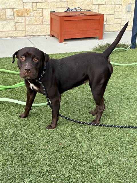 Photo of Storm, adoptable Pit Bull Terrier in Baytown, Texas