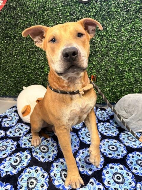 Photo of Yogi, adoptable American Staffordshire Terrier in Corpus Christi, Texas