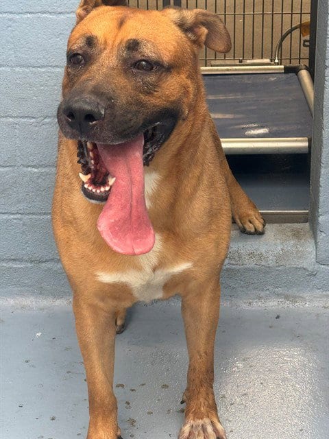 Photo of Tutu, adoptable German Shepherd Dog in Downey, California