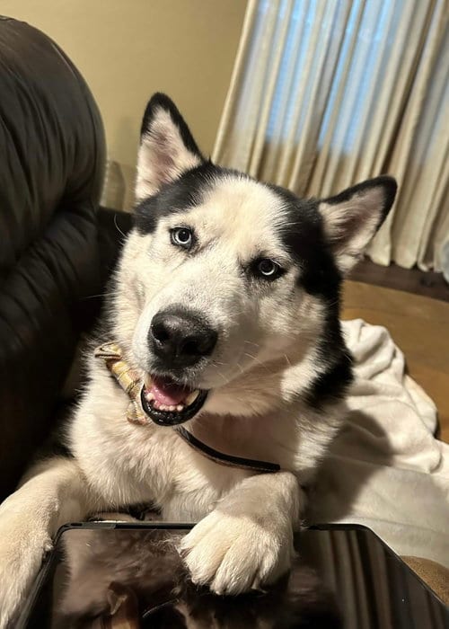 Photo of Odin, adoptable Alaskan Malamute in Fort Worth, Texas