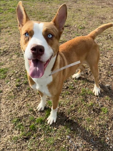 Photo of Donald, adoptable Siberian Husky in Conroe, Texas
