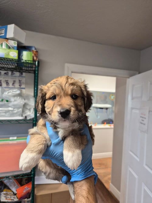 Photo of Hoover, adoptable Australian Shepherd in Bolivar, Missouri