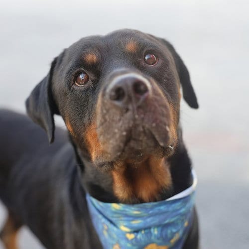 Photo of Ozzy, adoptable Rottweiler in San Antonio, Texas