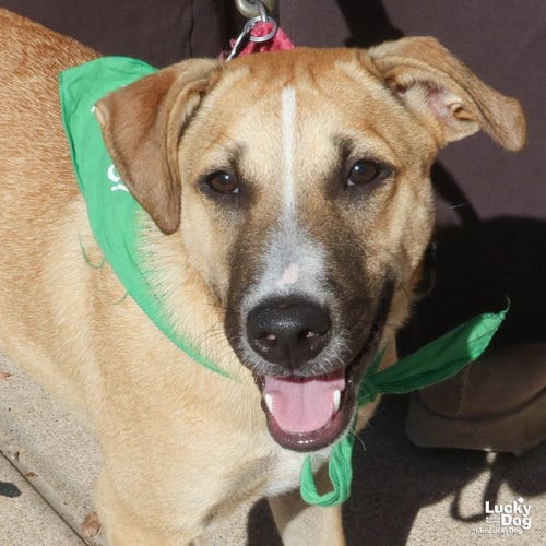 Photo of Ragne, adoptable Black Mouth Cur in Washington, District of Columbia