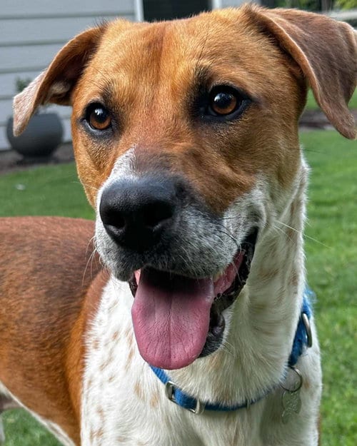 Photo of Atlas, adoptable Hound in Kennesaw, Georgia