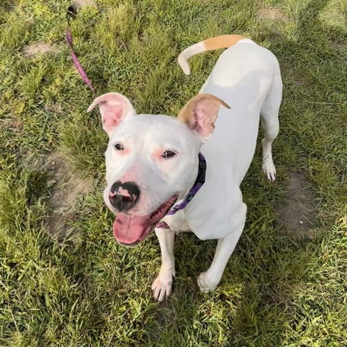 Photo of Akasha, adoptable Pit Bull Terrier in Centerville, Massachusetts