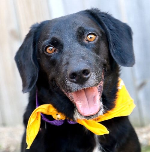 Photo of Two Socks, adoptable Labrador Retriever in Raytown, Missouri