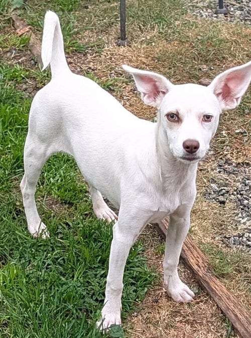 Photo of Armani, adoptable Terrier in San Bernardino, California