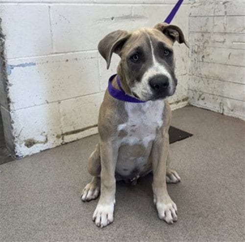Photo of Squish, adoptable Pit Bull Terrier in San Bernardino, California