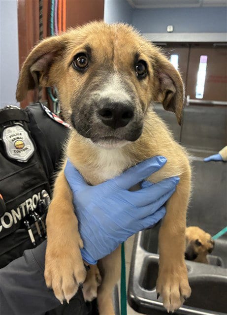 Photo of Shriek, adoptable German Shepherd Dog in Phoenix, Arizona