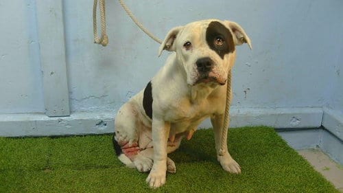 Photo of A5801242, adoptable Pit Bull Terrier in Gardena, California