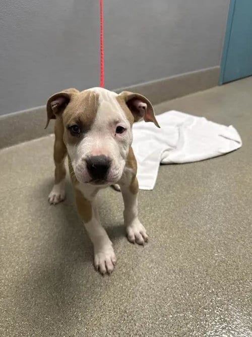 Photo of Chestnut, adoptable Pit Bull Terrier in Las Vegas, Nevada