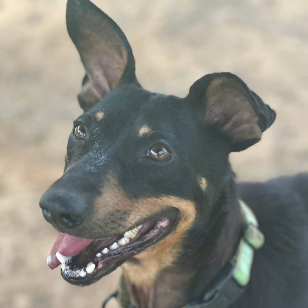 Photo of Snoop, adoptable Pinscher, Miniature / Mixed Breed (Medium) in Marshall, Texas